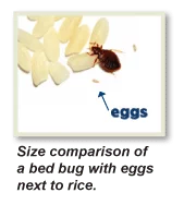 What to do Bed Bugs look like Manhattan, Kill Bed Bugs Manhattan, Bed Bug Treatment Manhattan, Bed Bug Dog Manhattan, How to get Rid of Bed Bugs Manhattan, Bed Bug Heat Treatment Manhattan, Bed Bug Eggs Manhattan, Bed Bug Exterminator Manhattan